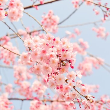Kirsebærblomstringen i Washington DC forventes å toppe seg i midten av mars